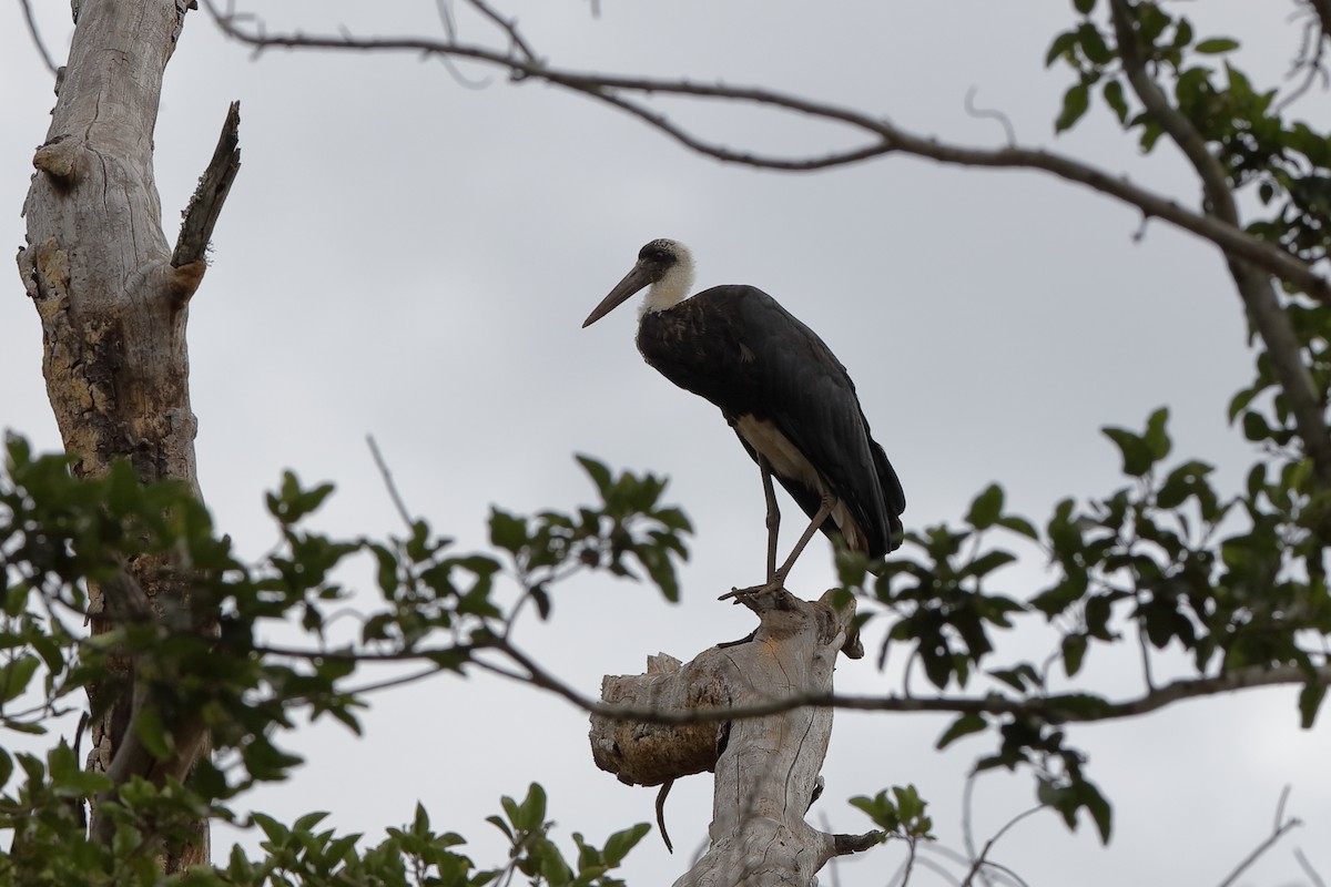 African Woolly-necked Stork - Holger Teichmann