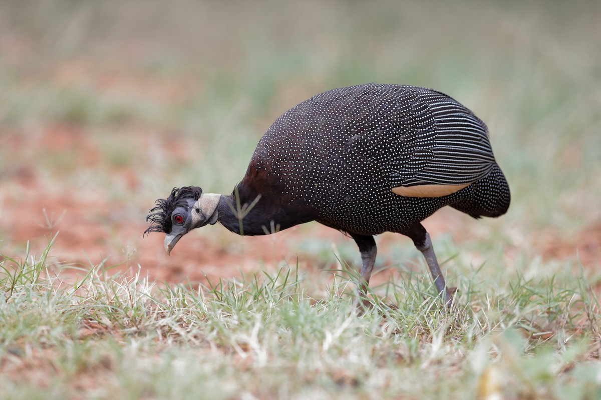 Southern Crested Guineafowl - ML204188501