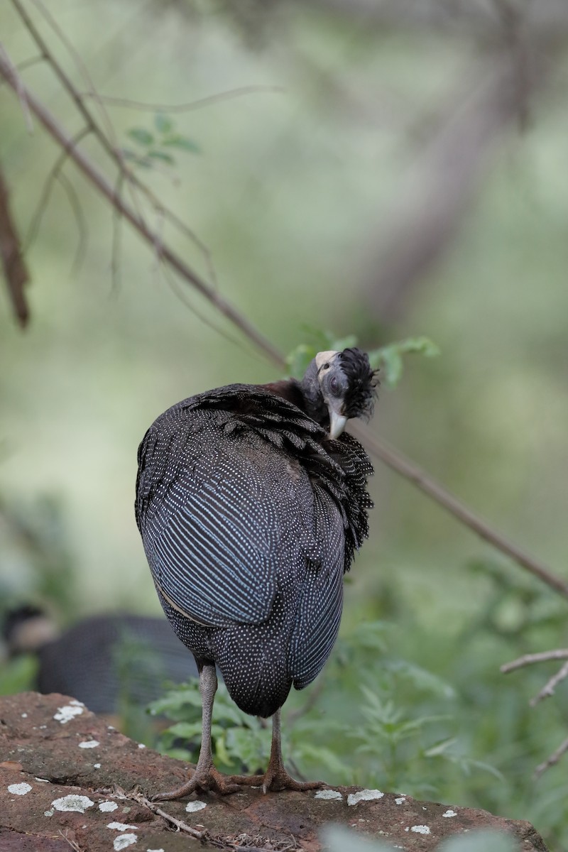 Southern Crested Guineafowl - ML204188511