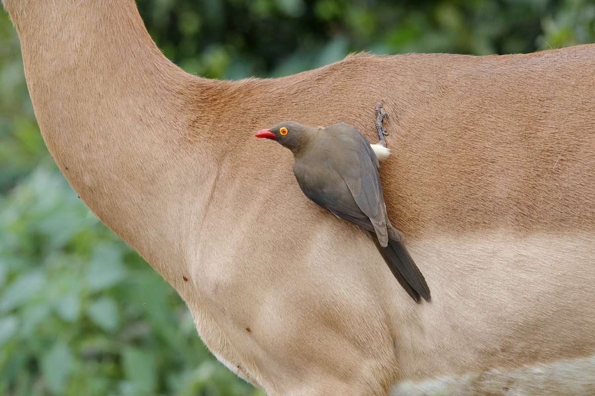 Red-billed Oxpecker - ML204188531