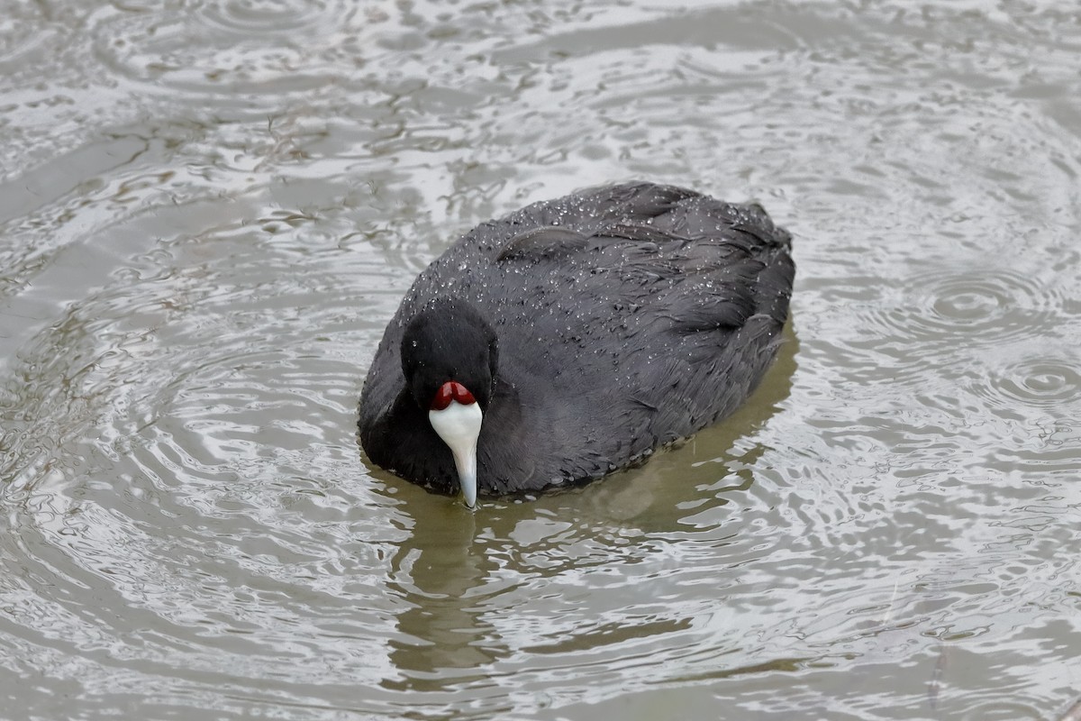 Red-knobbed Coot - Holger Teichmann