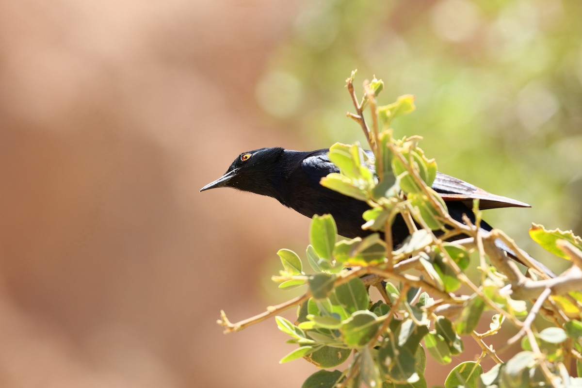 Pale-winged Starling - ML204189351