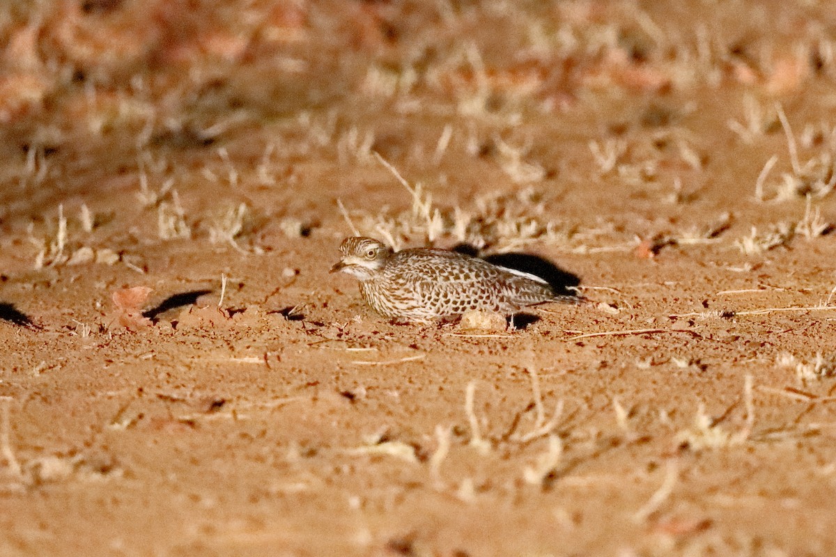 Spotted Thick-knee - ML204189561