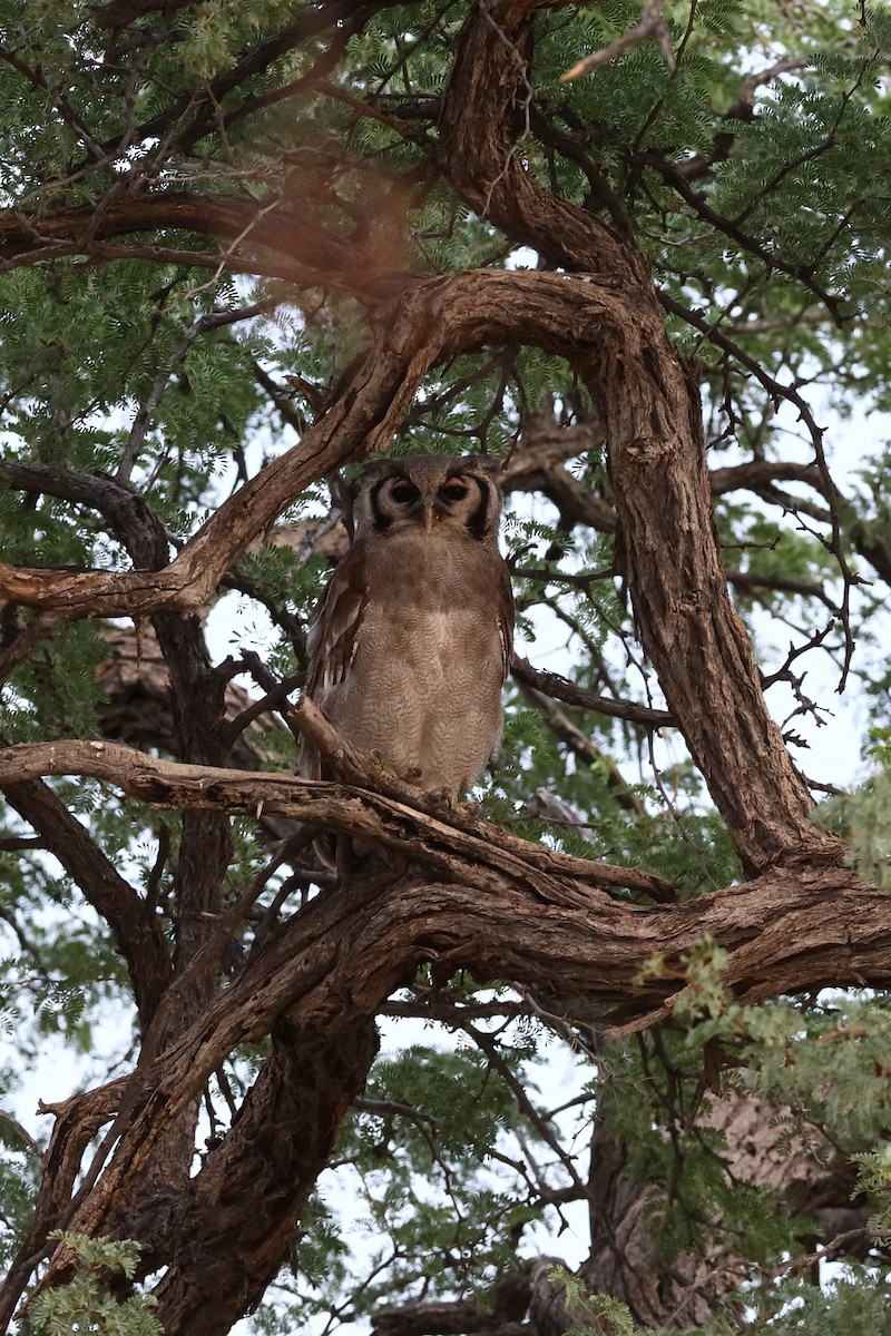 Verreaux's Eagle-Owl - ML204189581