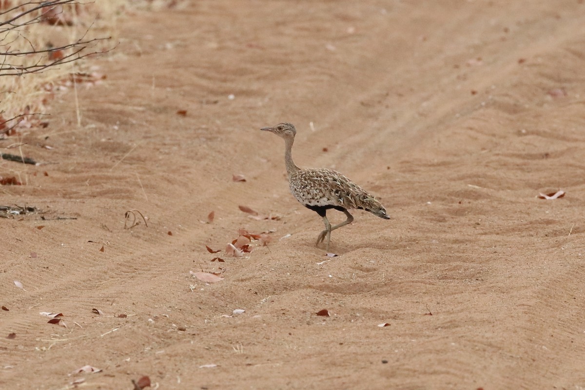 Red-crested Bustard - ML204189681