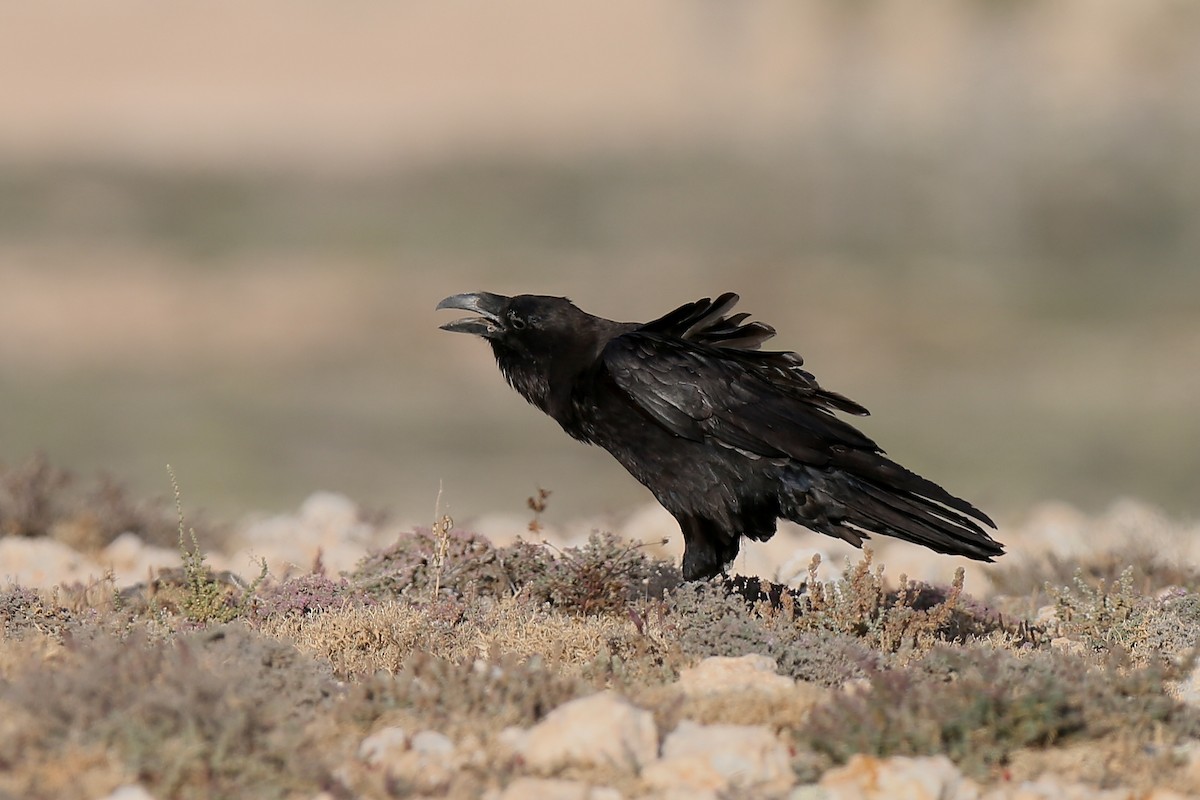 Common Raven - Holger Teichmann