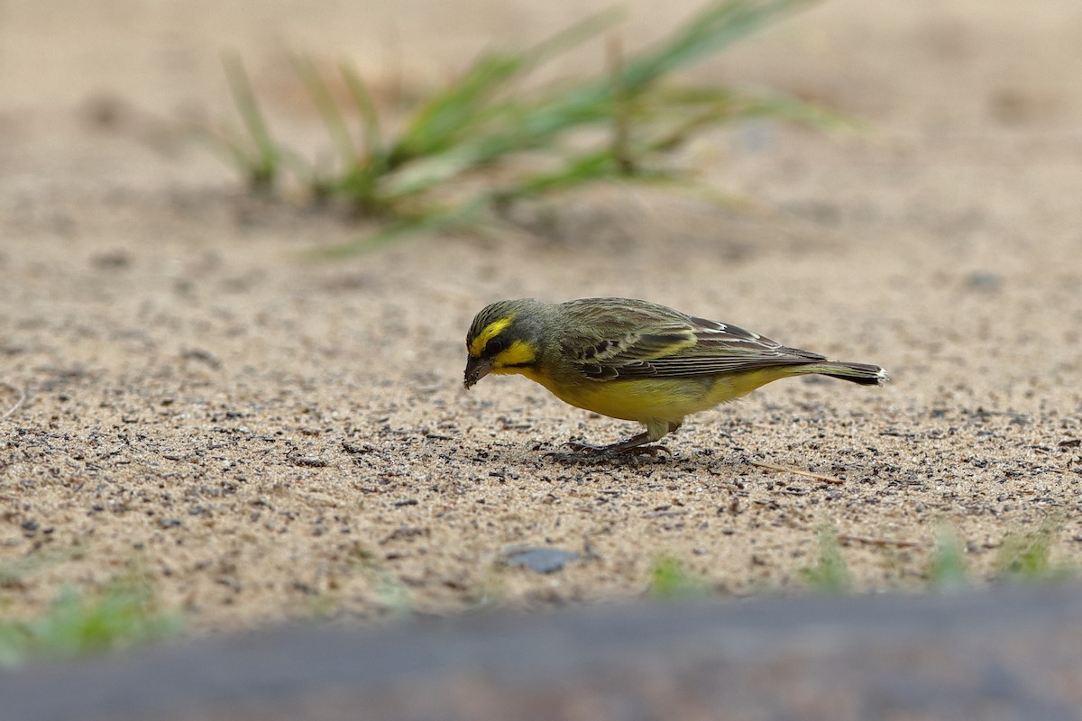 Yellow-fronted Canary - ML204190431