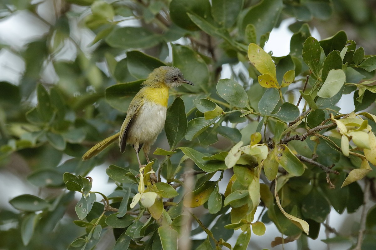 Yellow-breasted Apalis - ML204191121