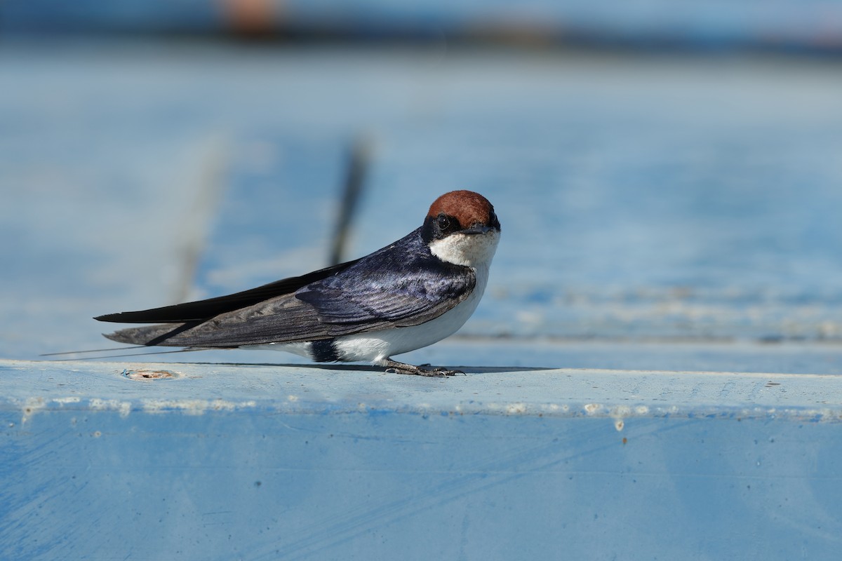 Wire-tailed Swallow - Holger Teichmann