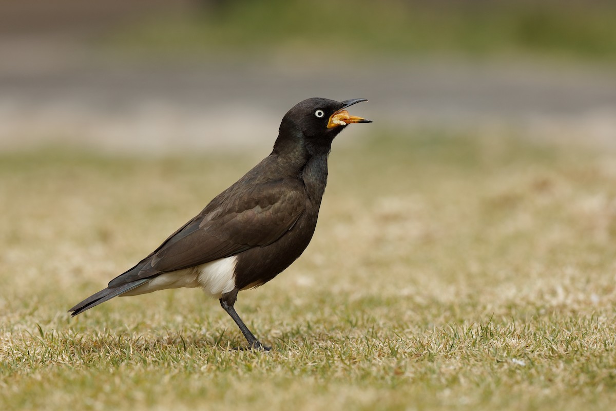 African Pied Starling - ML204191331