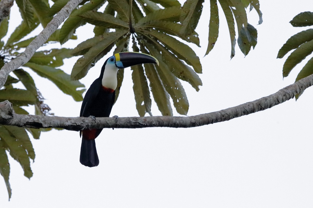 White-throated Toucan (Cuvier's) - ML204191341