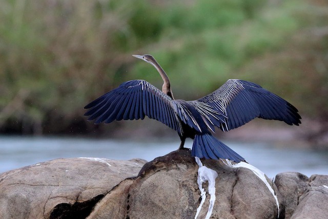African darter (Anhinga rufa) , Western Cape, South Africa drying its wings  after diving. This bird has no oil in its feathers to reduce bouyancy whil  Stock Photo - Alamy