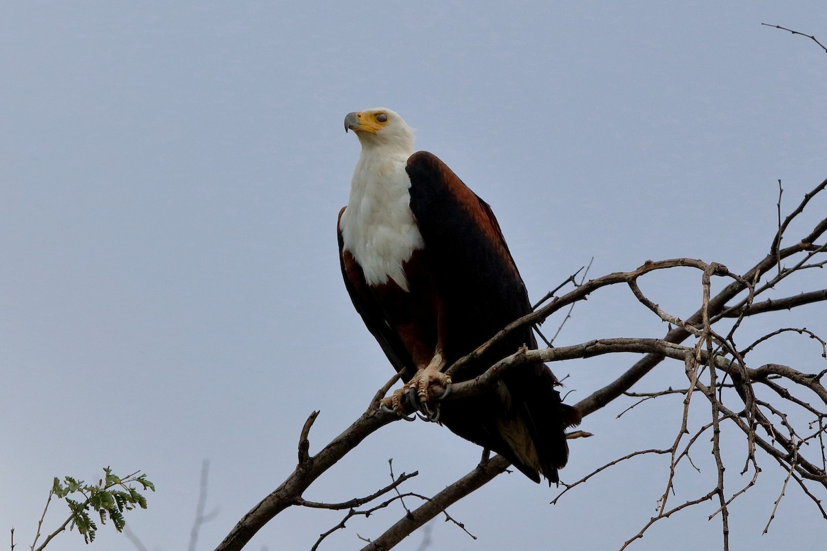African Fish-Eagle - ML204191431