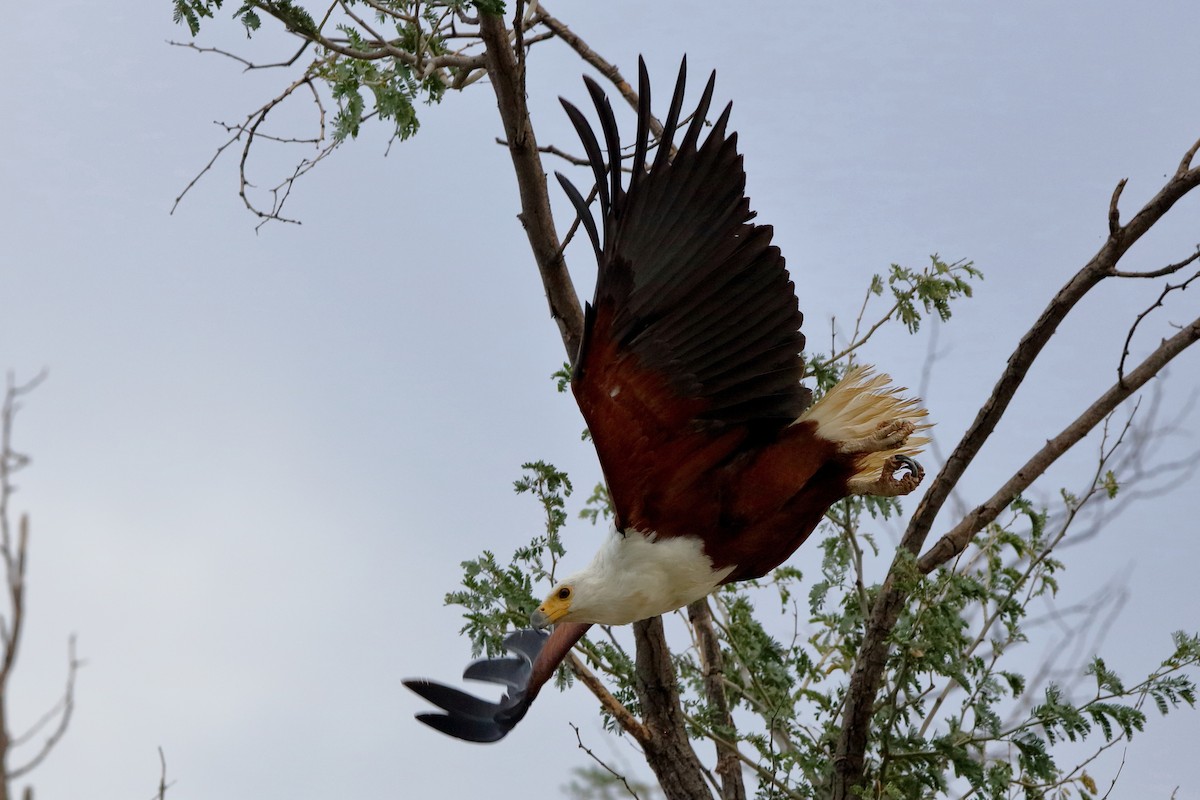 African Fish-Eagle - ML204191441