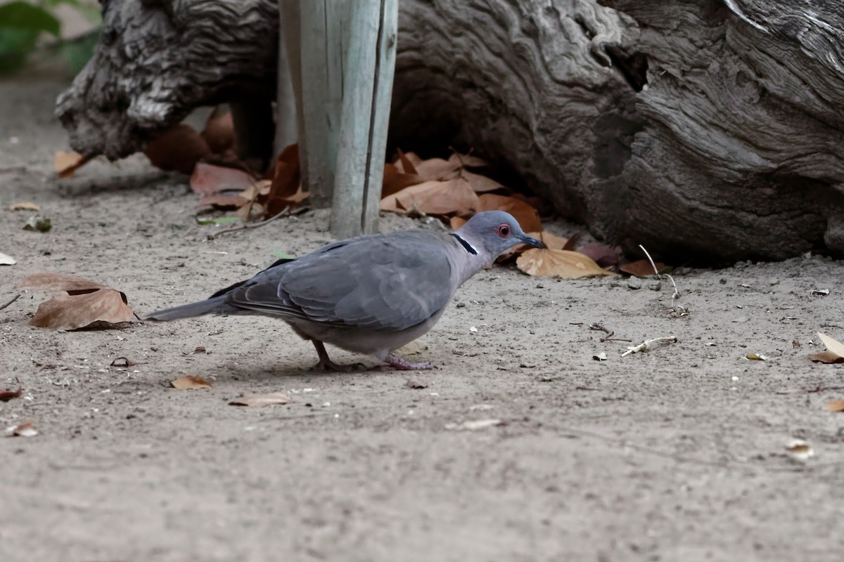 Mourning Collared-Dove - ML204191491