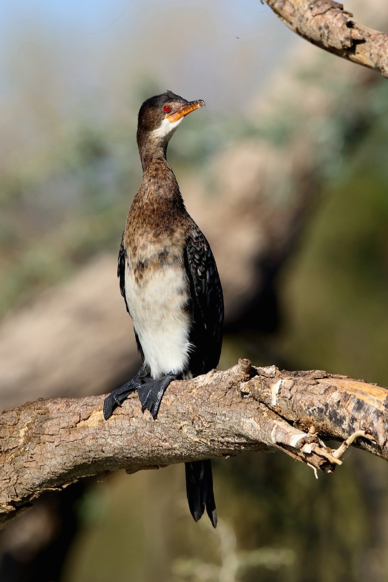 Long-tailed Cormorant - ML204191591