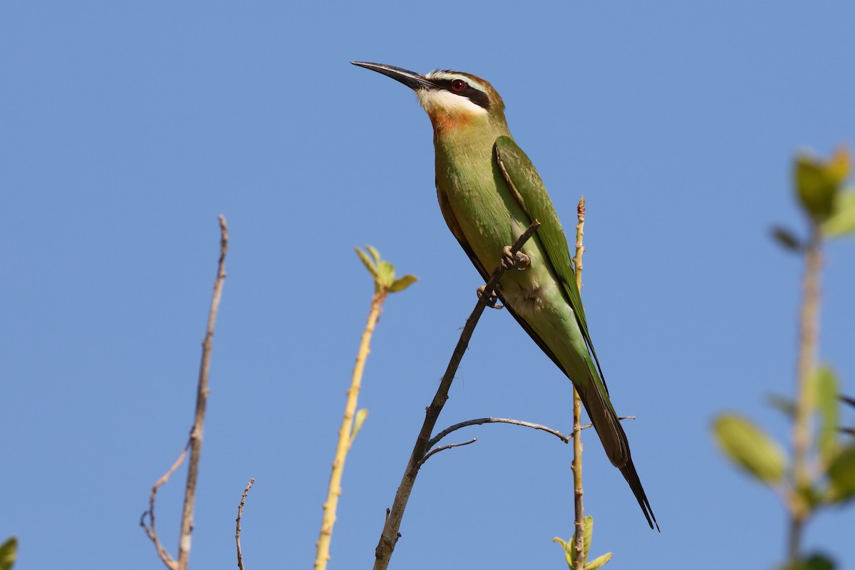 Madagascar Bee-eater - ML204191601