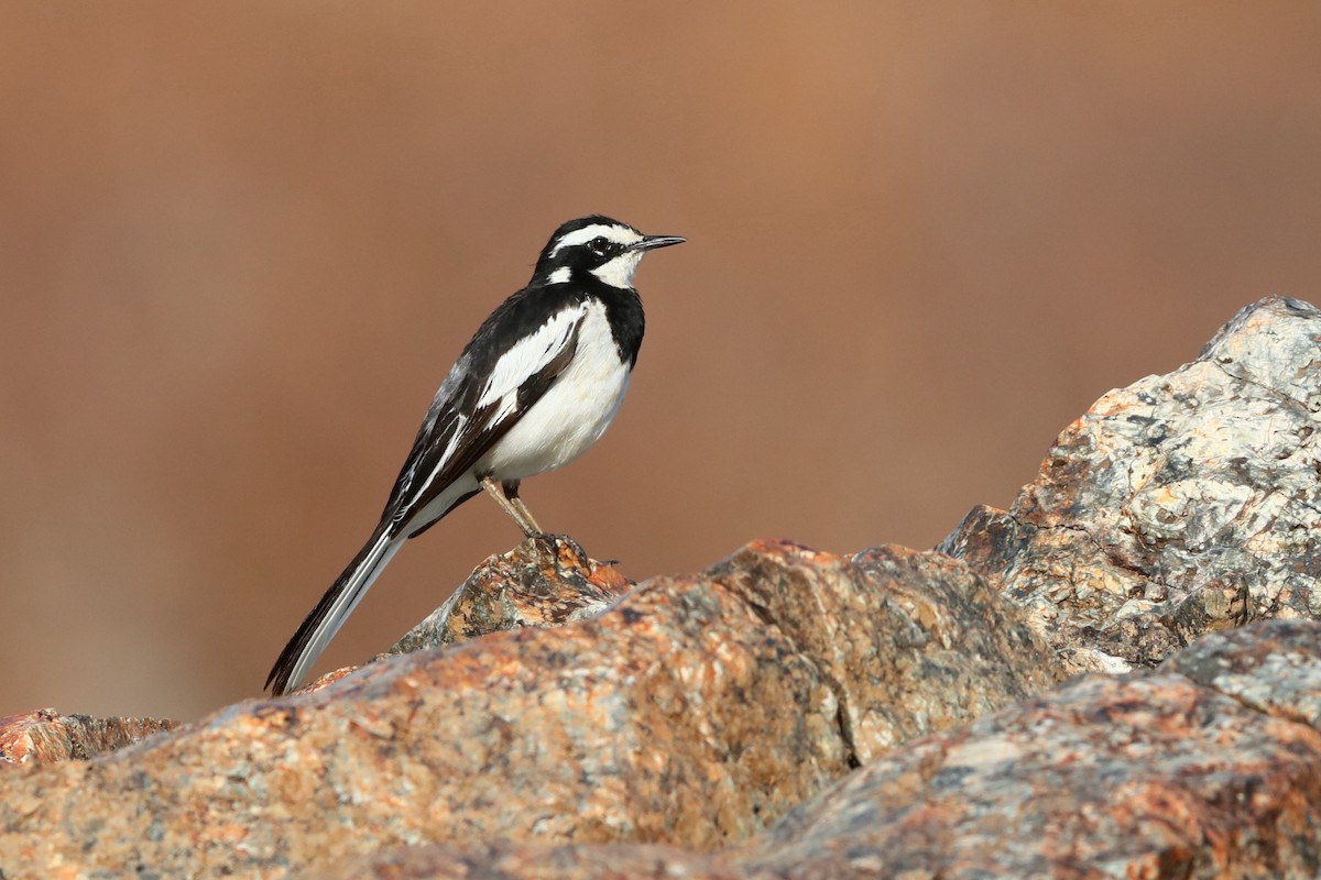 African Pied Wagtail - ML204191681
