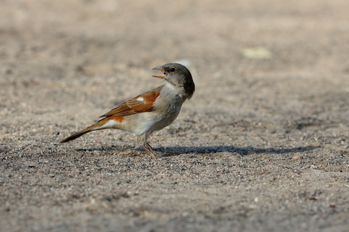 Southern Gray-headed Sparrow - Holger Teichmann