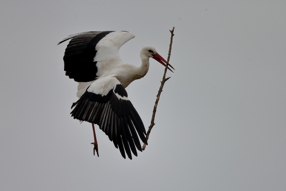White Stork - Holger Teichmann