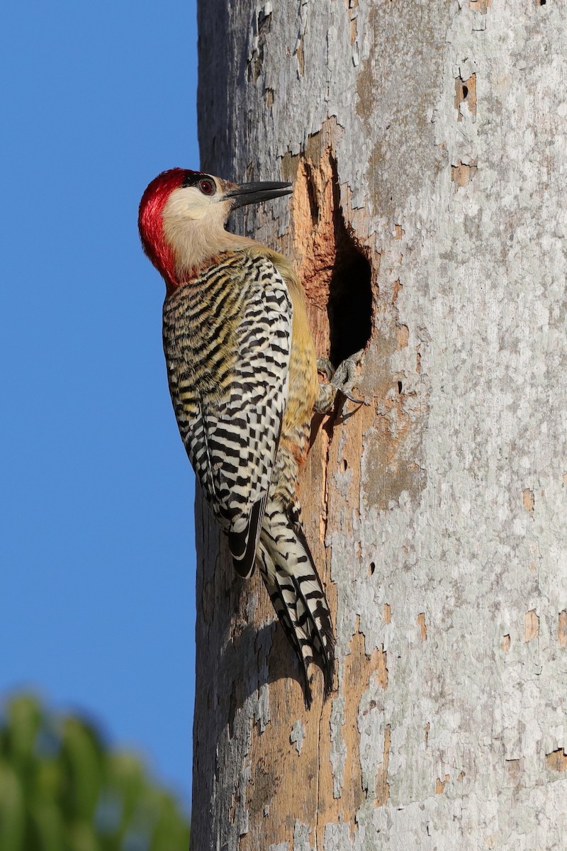West Indian Woodpecker - ML204192271