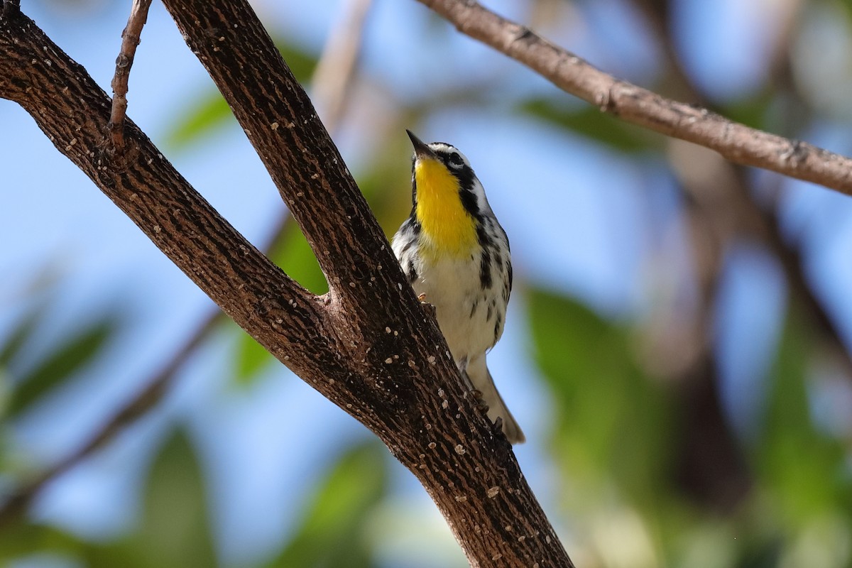 Yellow-throated Warbler - Holger Teichmann