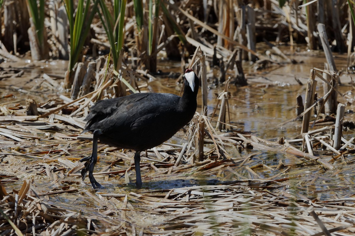 Red-knobbed Coot - ML204192801
