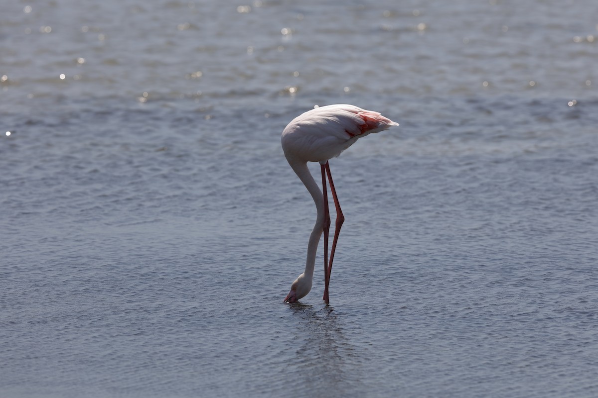 Greater Flamingo - ML204192891
