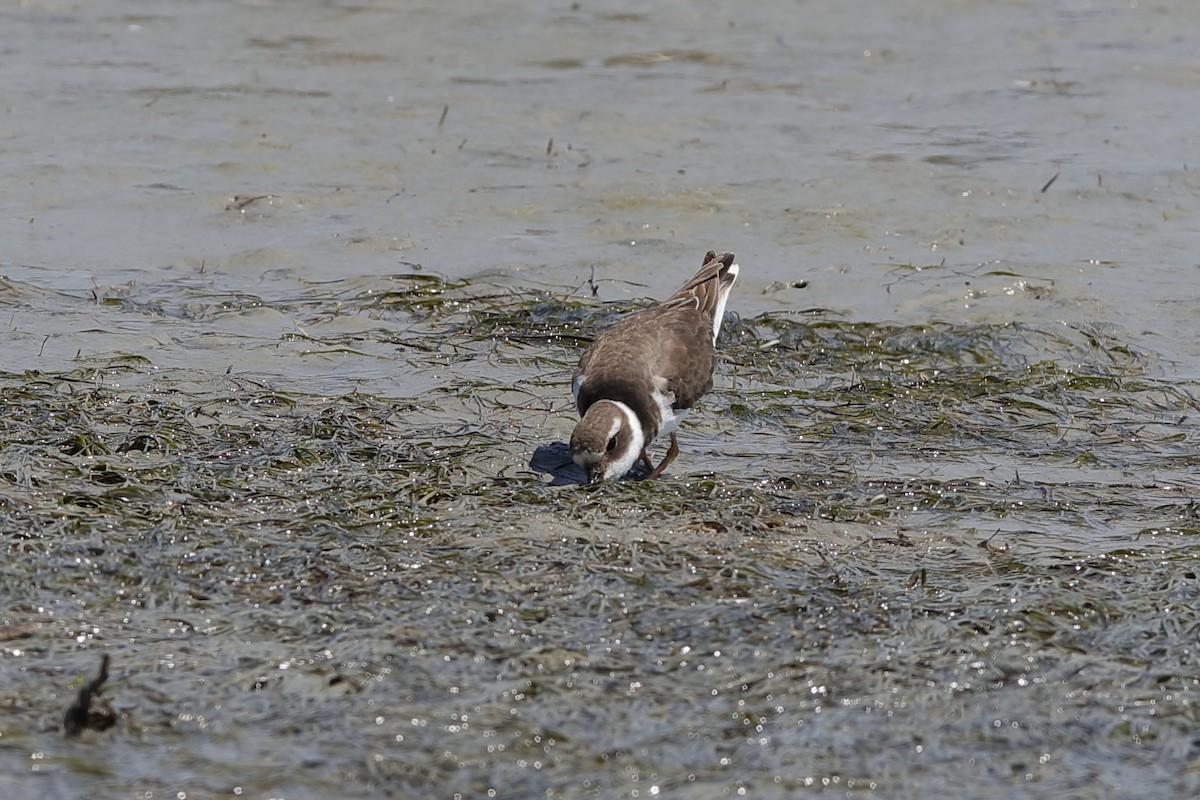 Common Ringed Plover - ML204192971
