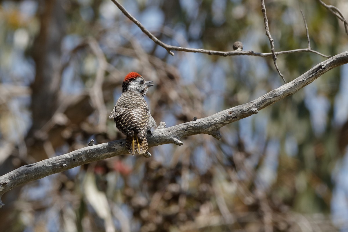 Cardinal Woodpecker - ML204192981