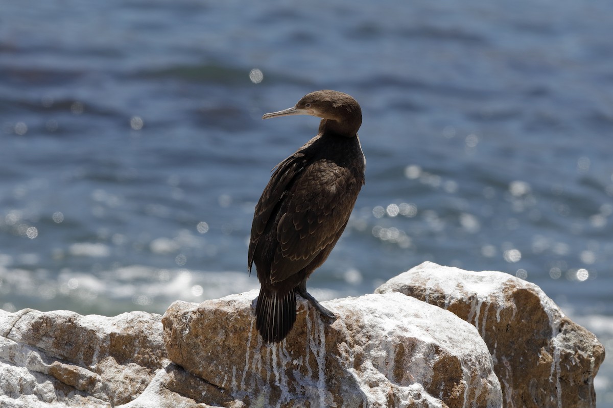 Cape Cormorant - Holger Teichmann