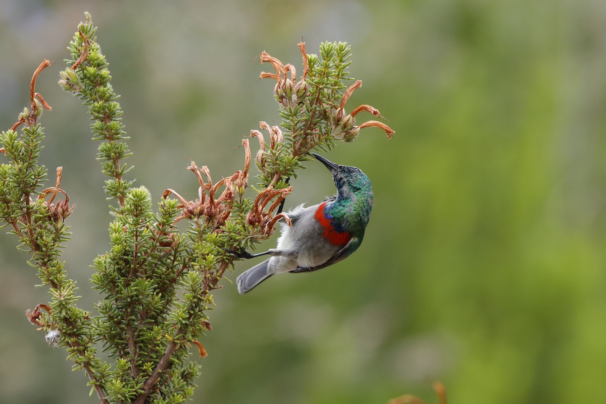 Southern Double-collared Sunbird - ML204193051