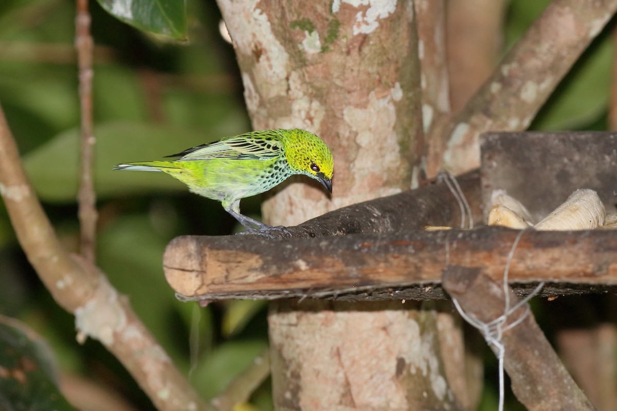 Speckled Tanager - ML204193061