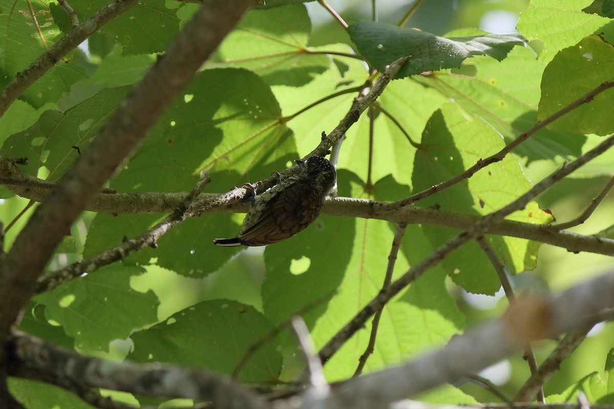 Scaled Piculet - Holger Teichmann