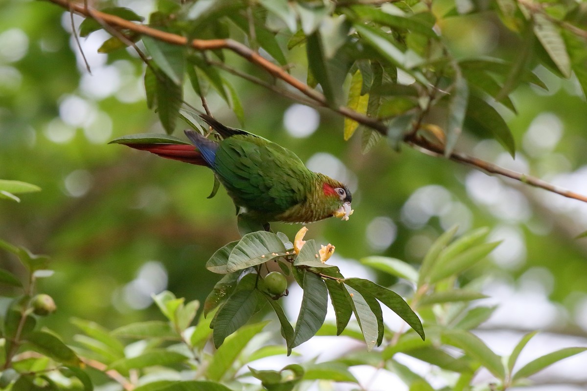 Red-eared Parakeet - ML204193301