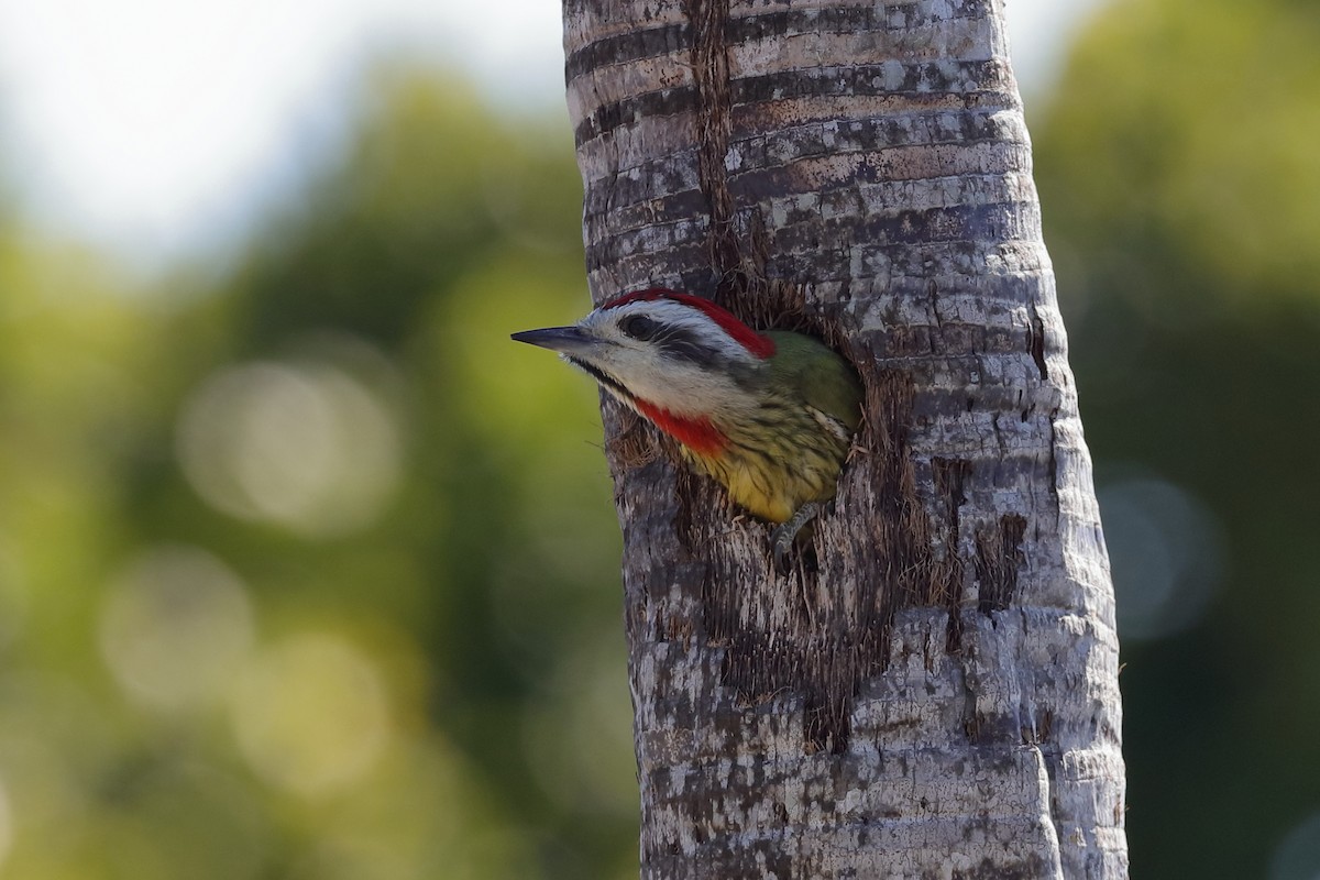 Cuban Green Woodpecker - Holger Teichmann