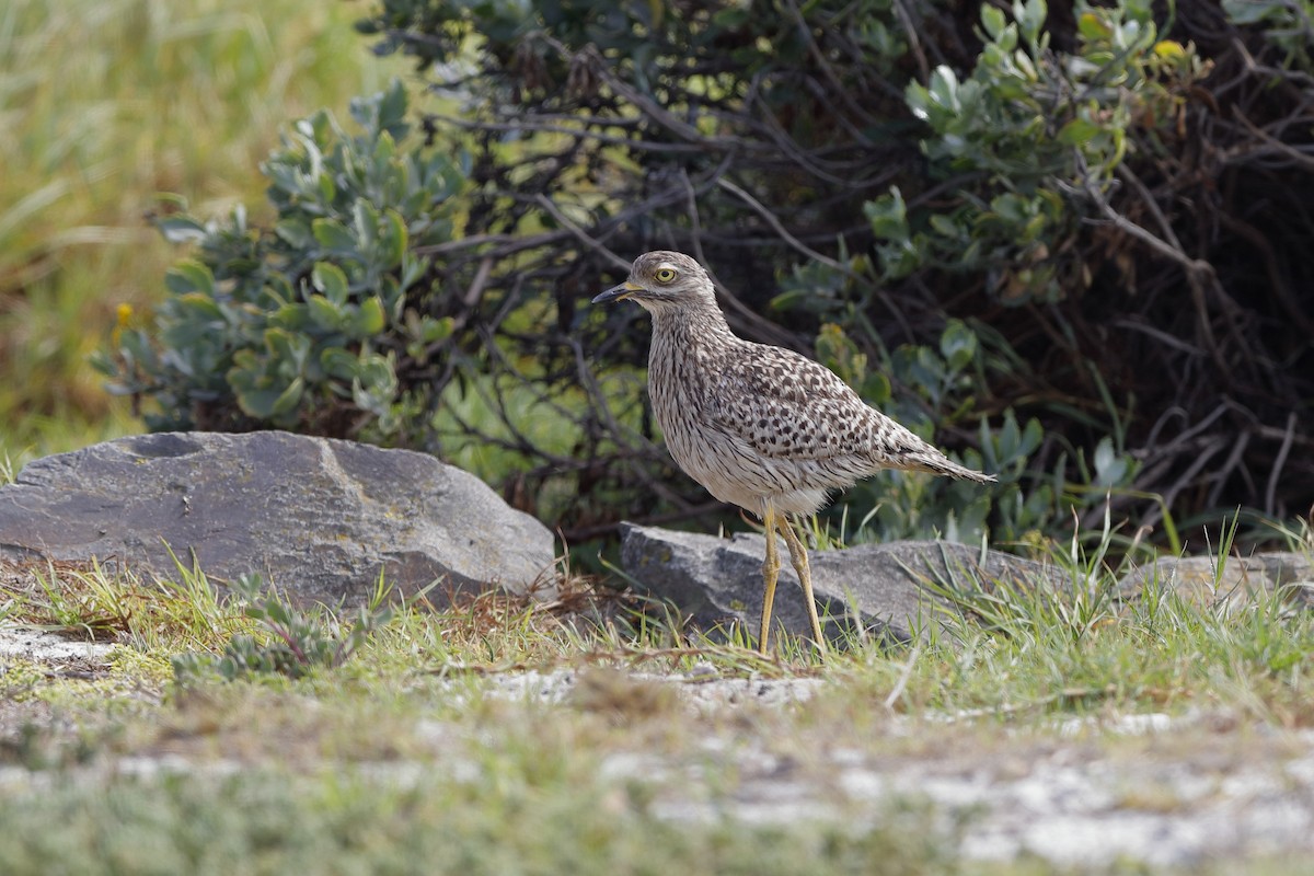 Spotted Thick-knee - ML204194711