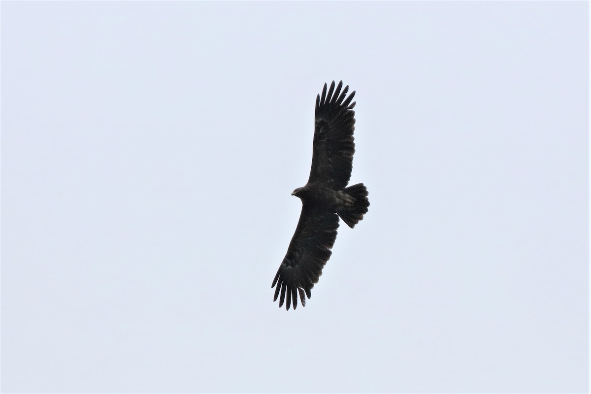 Greater Spotted Eagle - Holger Teichmann