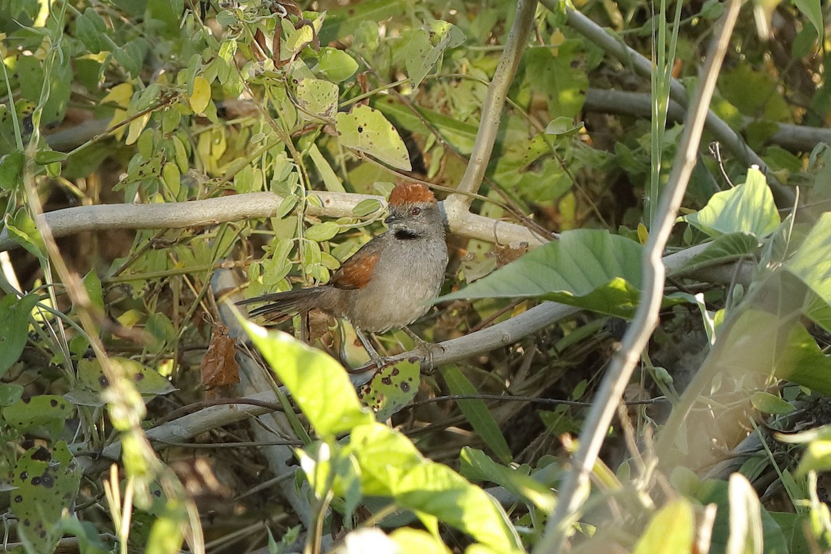 Cinereous-breasted Spinetail - ML204195761