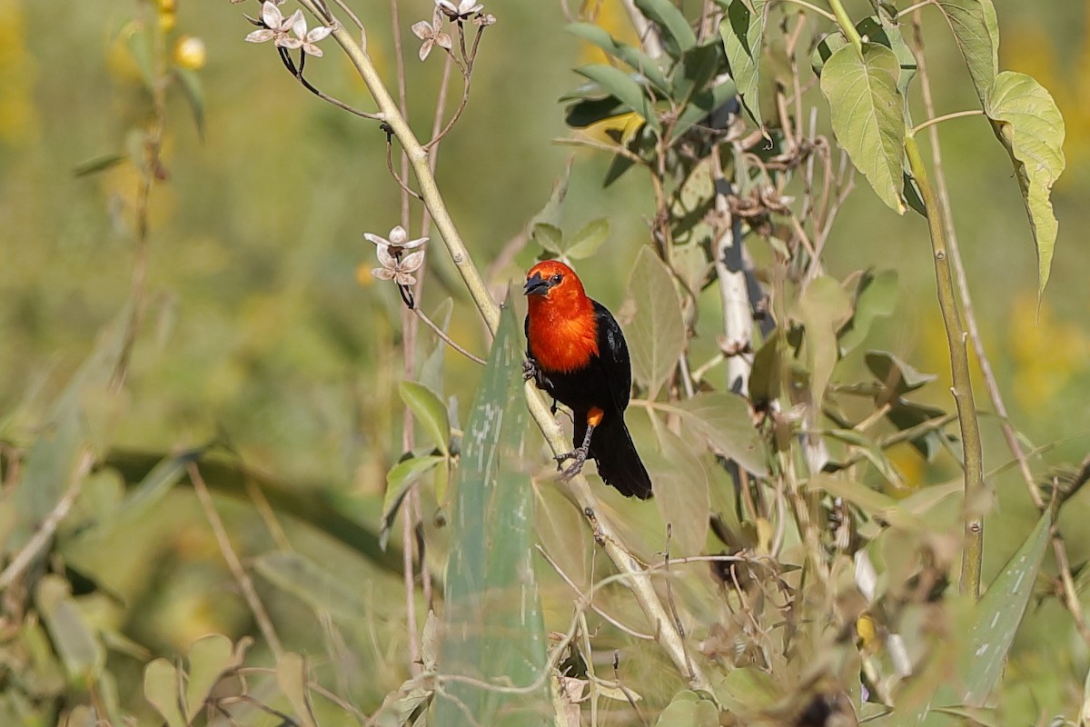 Scarlet-headed Blackbird - Holger Teichmann