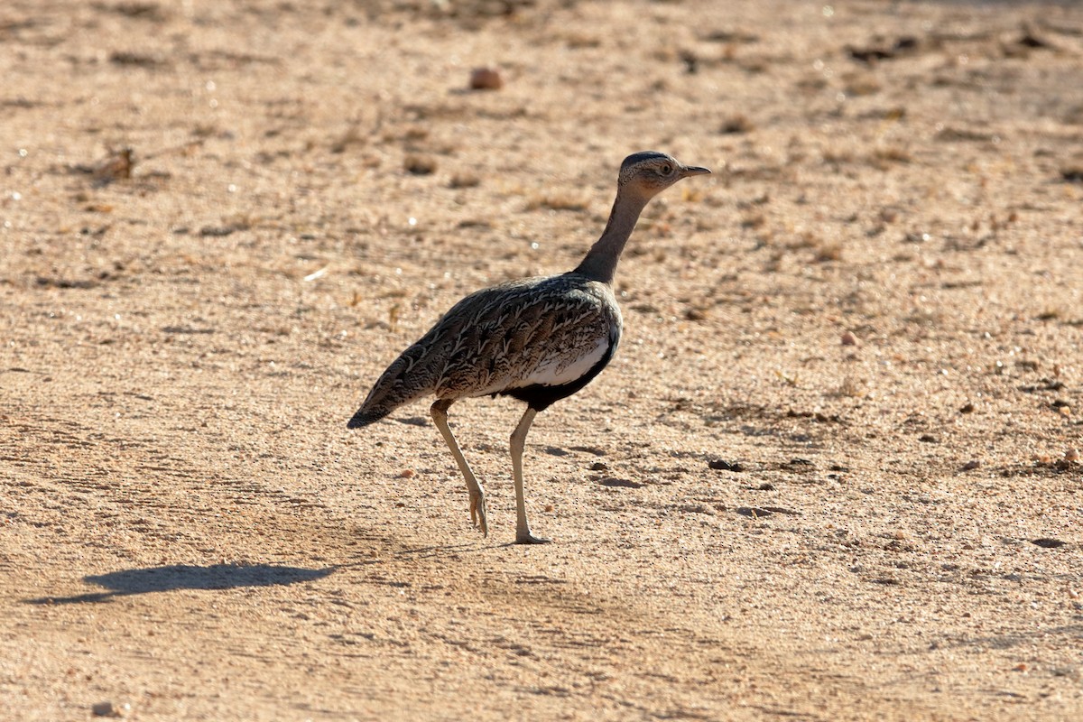 Red-crested Bustard - ML204196021