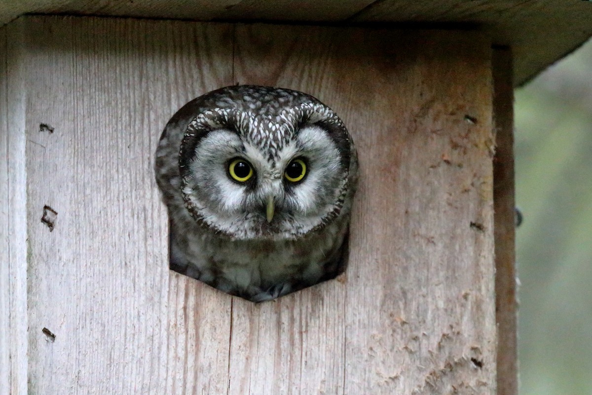 Boreal Owl (Tengmalm's) - Holger Teichmann