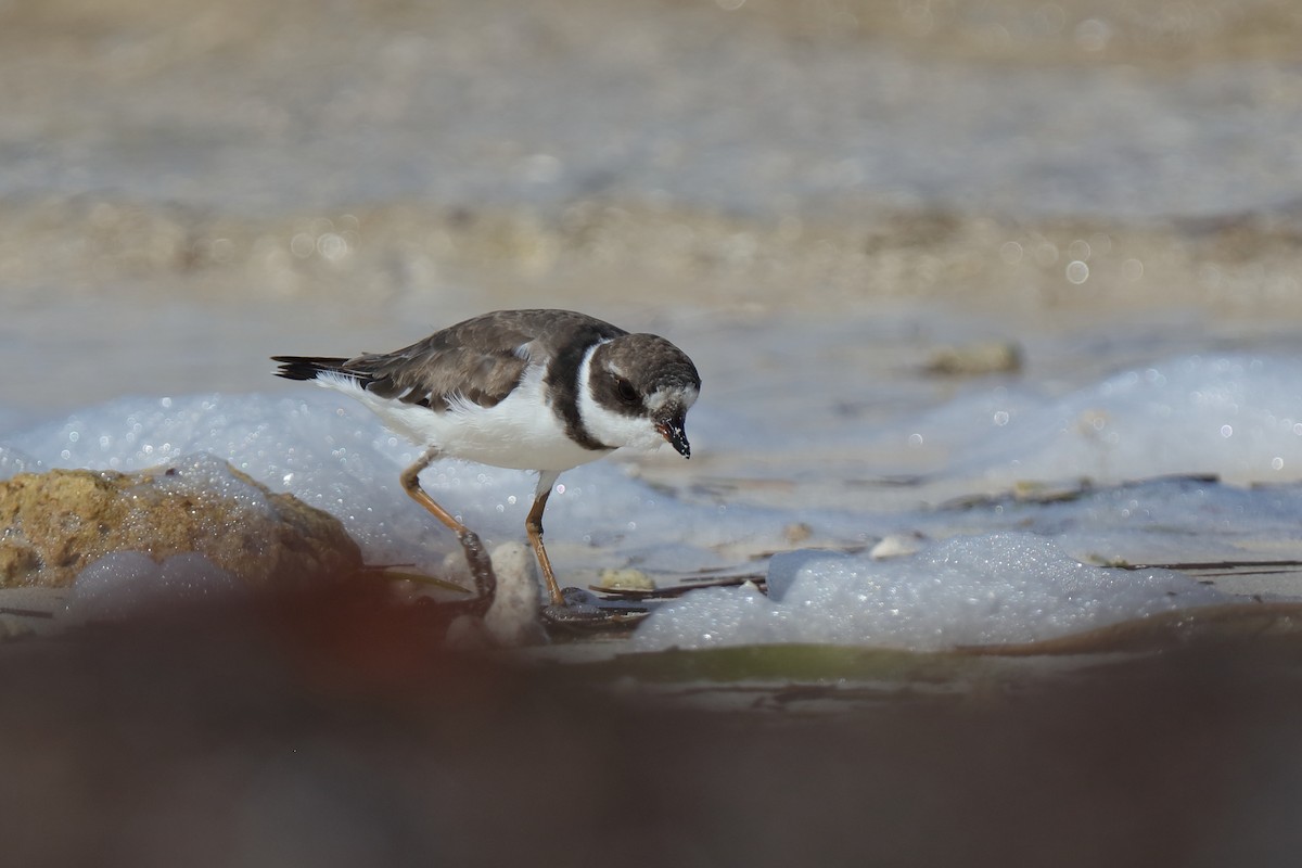 Semipalmated Plover - ML204196451
