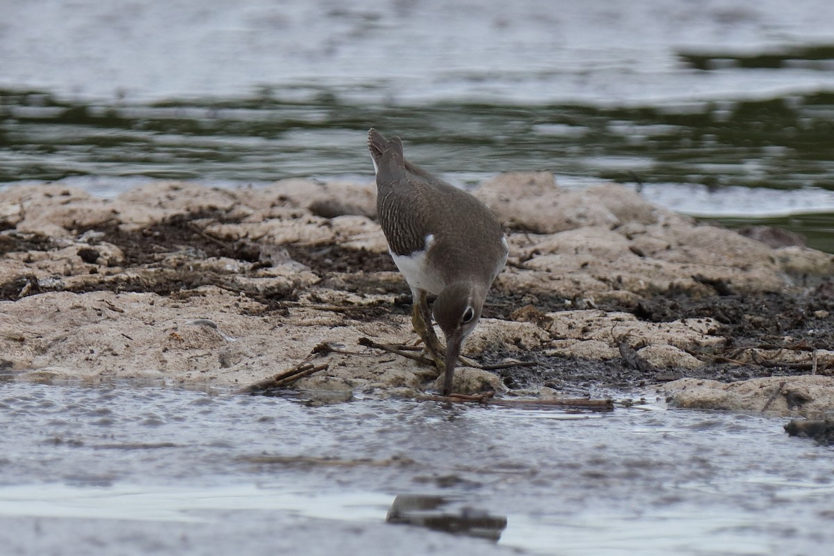 Spotted Sandpiper - Holger Teichmann