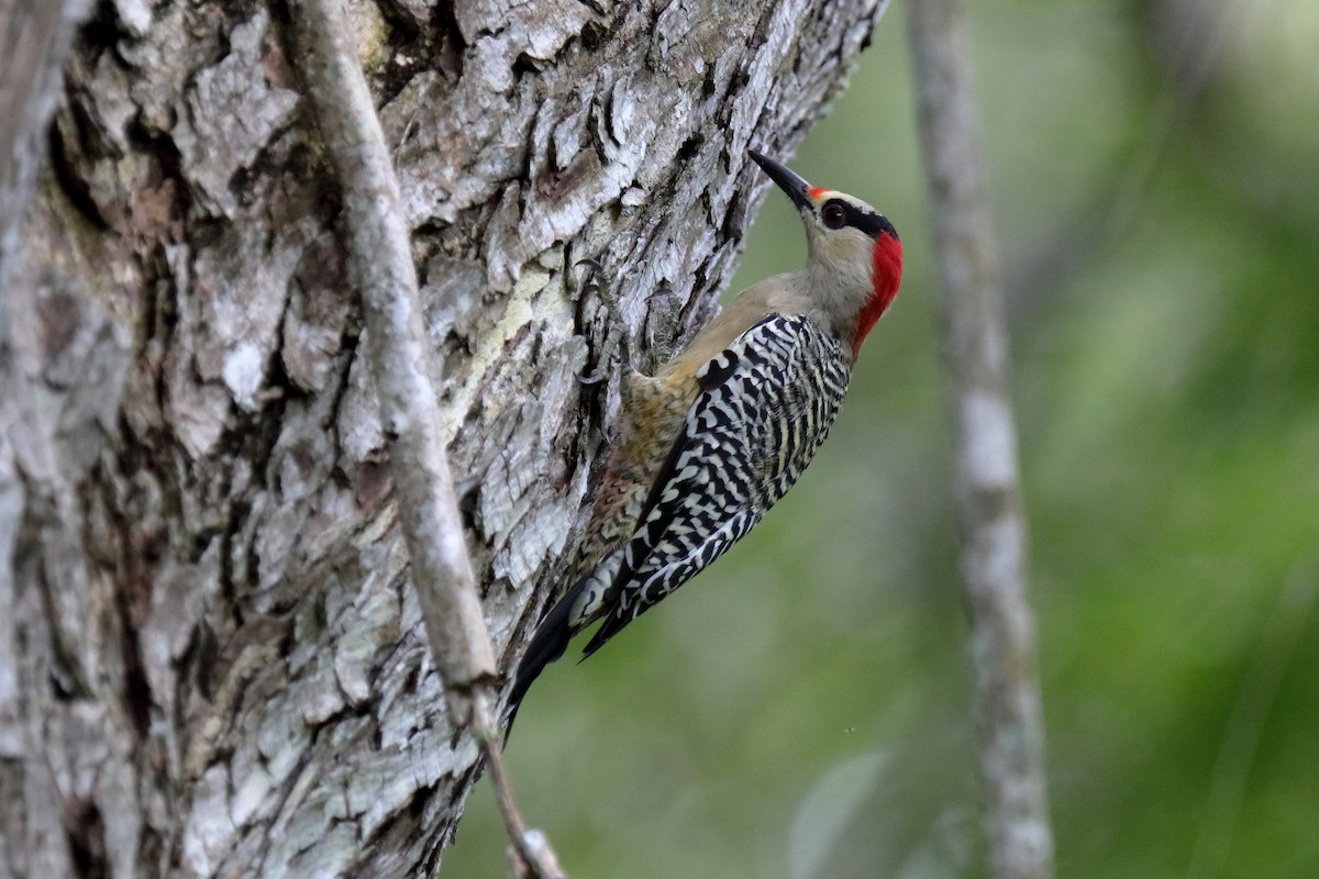 West Indian Woodpecker - Holger Teichmann