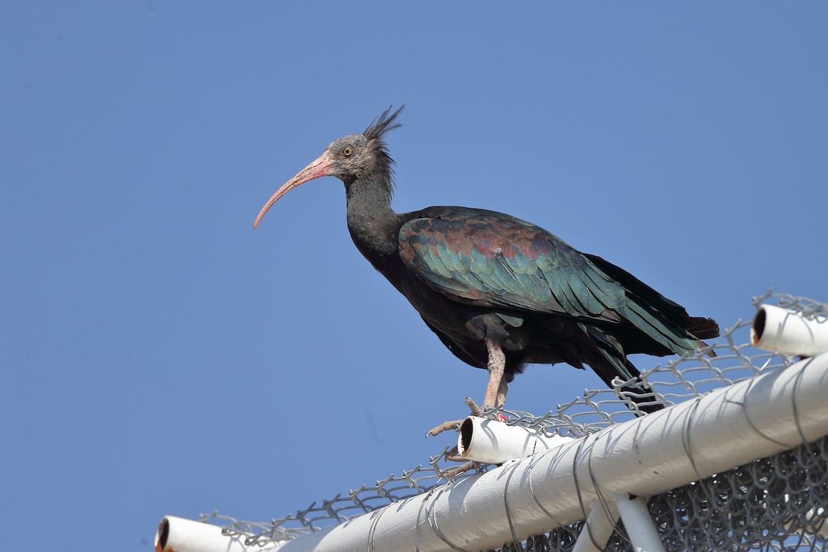 skallet ibis - ML204197241