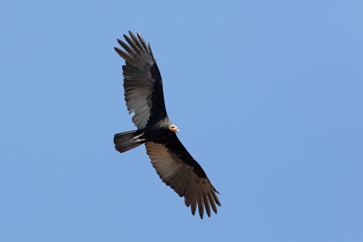 Greater Yellow-headed Vulture - Holger Teichmann