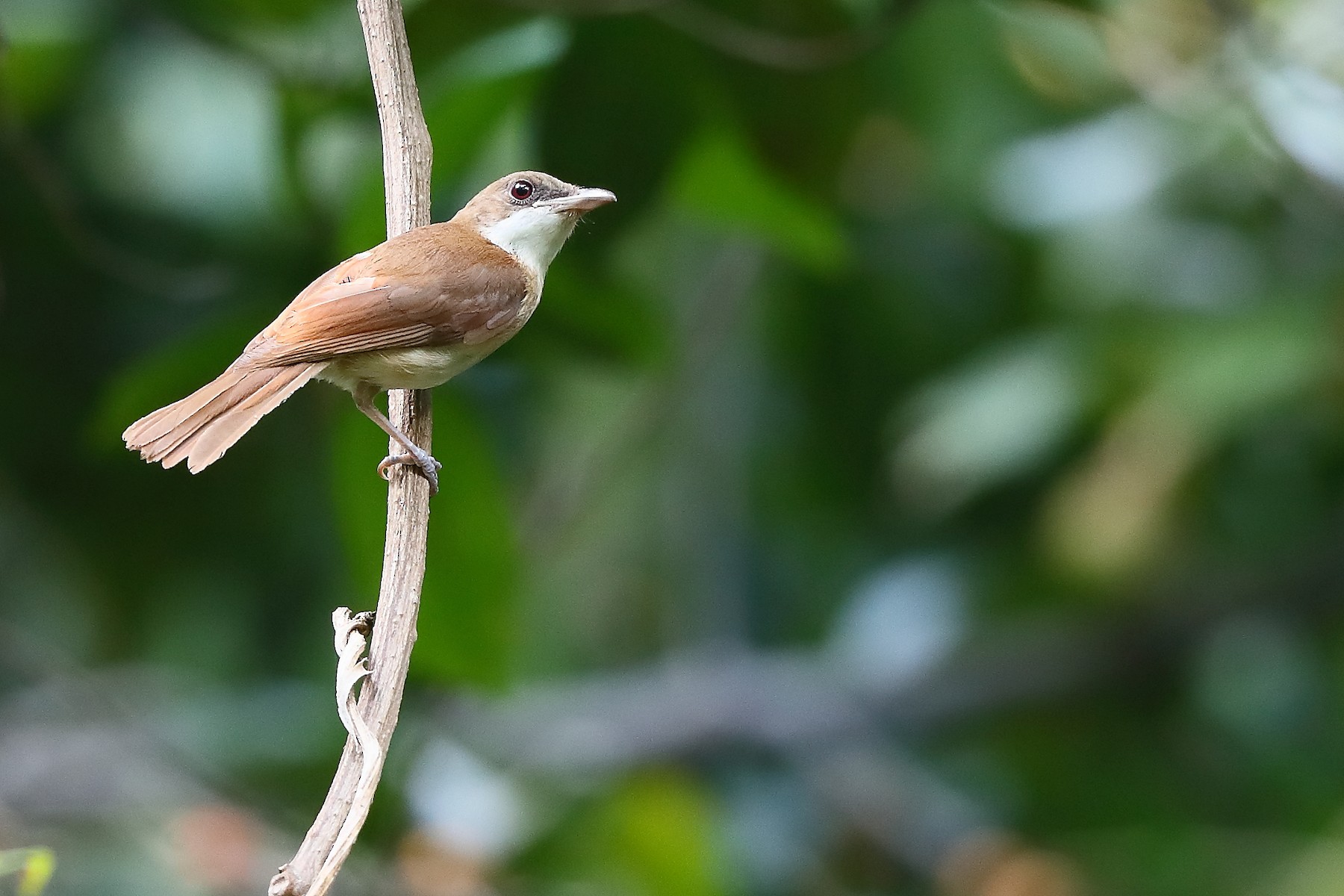 Island Whistler - eBird