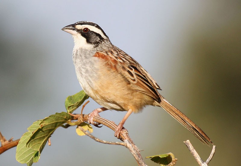 Stripe-headed Sparrow - Megan Perkins