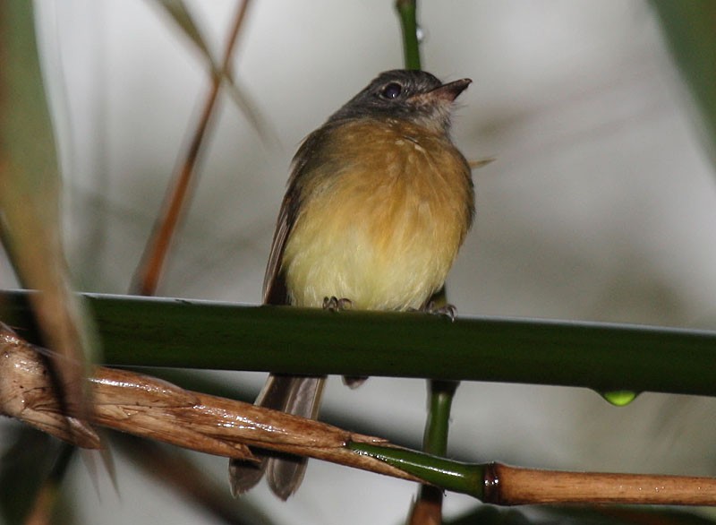 Tawny-chested Flycatcher - Megan Perkins